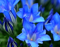 Dark blue flowers with a bit of white